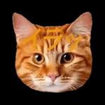 意外と使える！ネガティブなタイプの猫たち