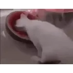 котики