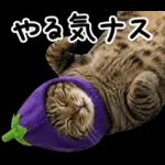 キジトラ猫飼いさんのダジャレ