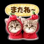 かわいい猫の写真 ぷくぷく