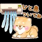 大人の夏❤️いやしばいぬ❤️柴犬