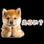 リアクションする柴犬【連絡用・日常会話】