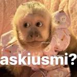 monito