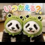飛び出す♡パンダの家族連絡