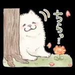 Samoyed-san in Spring