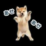 リアクションする柴犬【連絡用・日常会話】