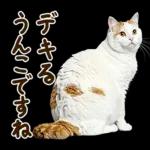 うんこ★リアルな猫