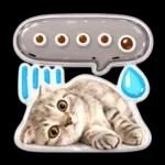 かわいい猫の写真 ぷくぷく