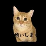 チャイさんの日常