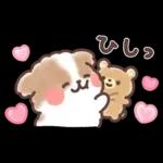 ふわふわシーズー 3歳児