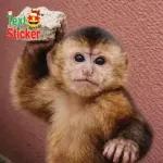 Text Sticker