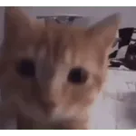 котики