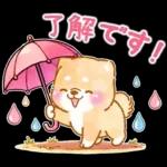 雨、梅雨、夏に使う❤️いやしばいぬ❤️柴犬
