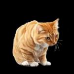 リアルな猫の敬語