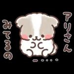 ふわふわシーズー 3歳児