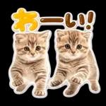 かわいい猫の写真 ぷくぷく