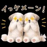 気持ち伝わる癒やしシーズー