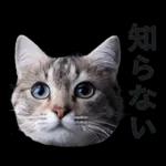 意外と使える！ネガティブなタイプの猫たち