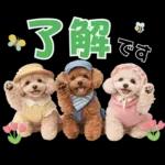 春♡とってもかわいいトイプードル