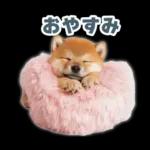 リアクションする柴犬【連絡用・日常会話】