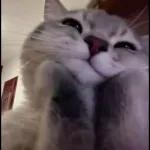 Giseelove Te me calmas