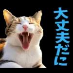 島根出雲弁☆にゃんこ