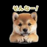 リアクションする柴犬【連絡用・日常会話】