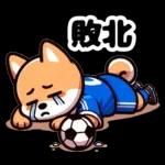 サッカー大好きな柴犬