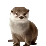 飛び出す！カワウソ