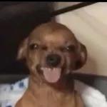 tô rindo por acaso?