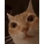 котики