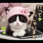 可愛いハチワレ猫 春の思いやり 敬語