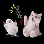 仲良し♡シマエナガと子猫ちゃん