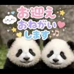 飛び出す♡パンダの家族連絡