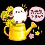 春のシマエナガ♪