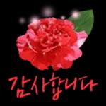 꽃으로 전하는 마음, 감사톡