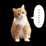 リアルな猫の敬語