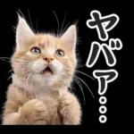 リアルな子猫ミーム（秋ハロウィン）
