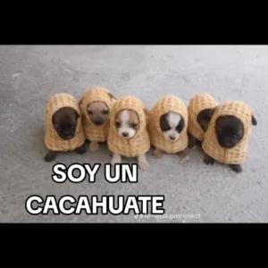 SOY UN CACAHUATE - getsticker.com