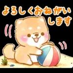 大人の夏❤️いやしばいぬ❤️柴犬