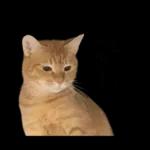 チャイさんの日常