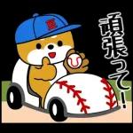 飛び出す！豆柴「野球と日常」