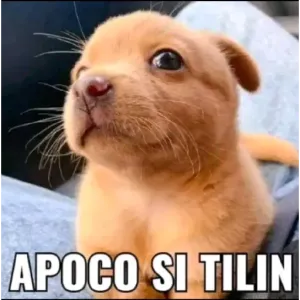 APOCO SI TILIN - getsticker.com