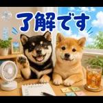 飛び出す♡雨の日わんこ