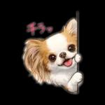 ブラン&プティ第2弾♡