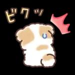 ふわふわシーズー 3歳児