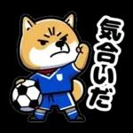 サッカー大好きな柴犬