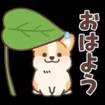 コーギーにとっての雨季と初夏