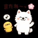かわいいサモエド・元気いっぱいの春