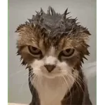 котики